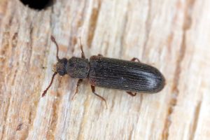 Read more about the article Should I Buy A House With Powder Post Beetles