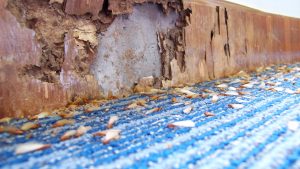 Read more about the article Who Pays For Termite Damage When Buying A Home