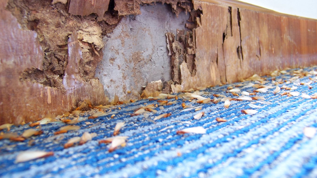 Who Pays For Termite Damage When Buying A Home